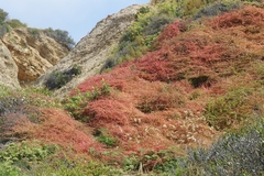 Aphanisma blitoides