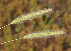 Hordeum intercedens