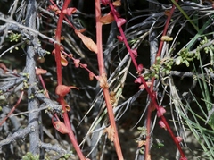 Aphanisma blitoides