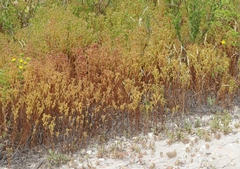 Amblyopappus pusillus