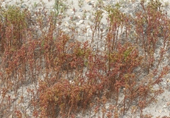 Amblyopappus pusillus