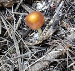 Psilocybe subaeruginosa