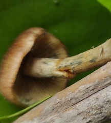 Psilocybe subaeruginosa