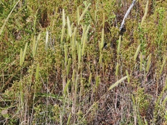 Hordeum intercedens