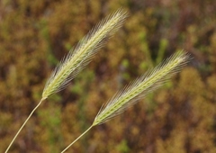 Hordeum intercedens