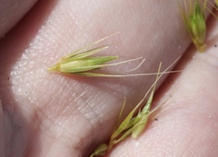 Hordeum intercedens