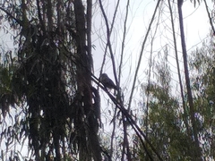 Athene cunicularia