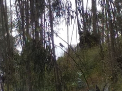 Athene cunicularia