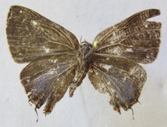 Ziegleria hesperitis