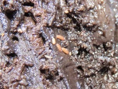 Eurypauropus