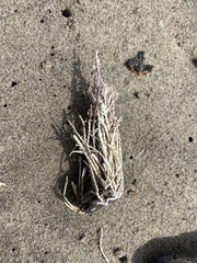 Calliarthron tuberculosum