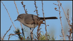 Polioptila californica