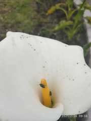 Astylus bourgeoisi