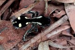 Traumatomutilla parallela