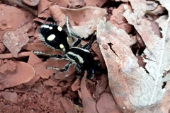 Traumatomutilla parallela