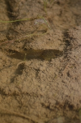 Lithobates pipiens