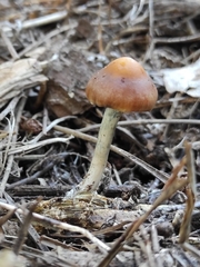 Psilocybe subaeruginosa