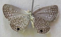 Hemiargus