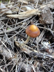 Psilocybe subaeruginosa
