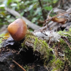 Psilocybe subaeruginosa