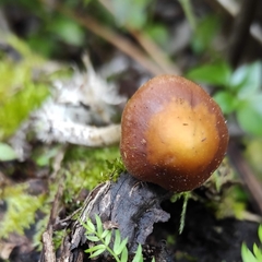 Psilocybe subaeruginosa