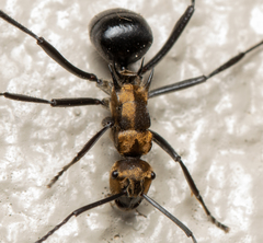 Polyrhachis semiaurata