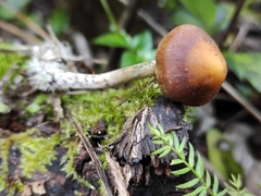 Psilocybe subaeruginosa