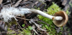 Psilocybe subaeruginosa