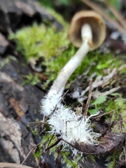 Psilocybe subaeruginosa
