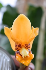 Stanhopea connata