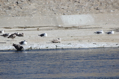 Larus glaucescens × hyperboreus