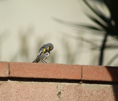 Setophaga coronata