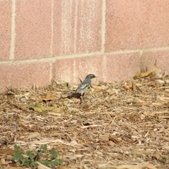 Setophaga coronata