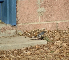 Setophaga coronata