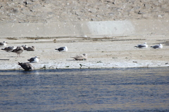 Larus glaucescens × hyperboreus