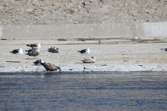 Larus glaucescens × hyperboreus