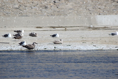 Larus glaucescens × hyperboreus