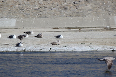 Larus glaucescens × hyperboreus