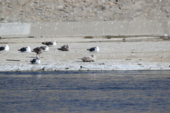Larus glaucescens × hyperboreus