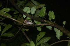 Megascops guatemalae