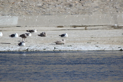 Larus glaucescens × hyperboreus