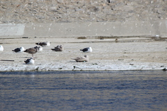 Larus glaucescens × hyperboreus
