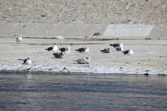 Larus glaucescens × hyperboreus