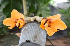 Stanhopea connata