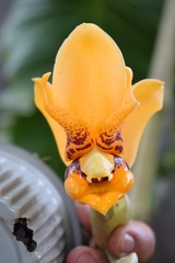 Stanhopea connata