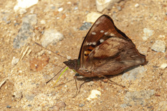 Doxocopa kallina