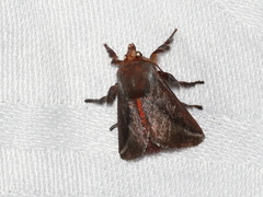 Doratifera stenora