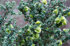 Maireana pyramidata