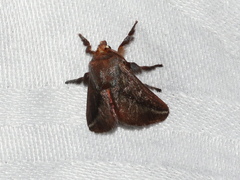Doratifera stenora