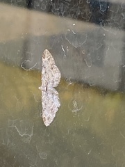 Eupithecia zelmira